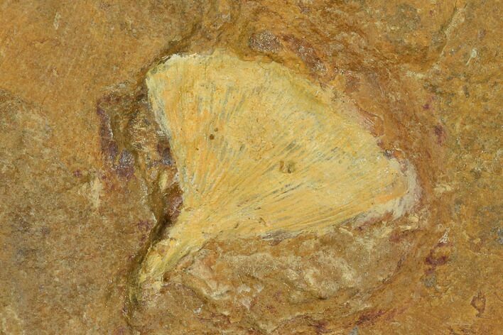 Fossil Ginkgo Leaf From North Dakota - Paleocene #148616